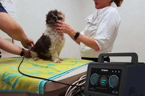 Funktioniert die Lasertherapie bei Hunden?