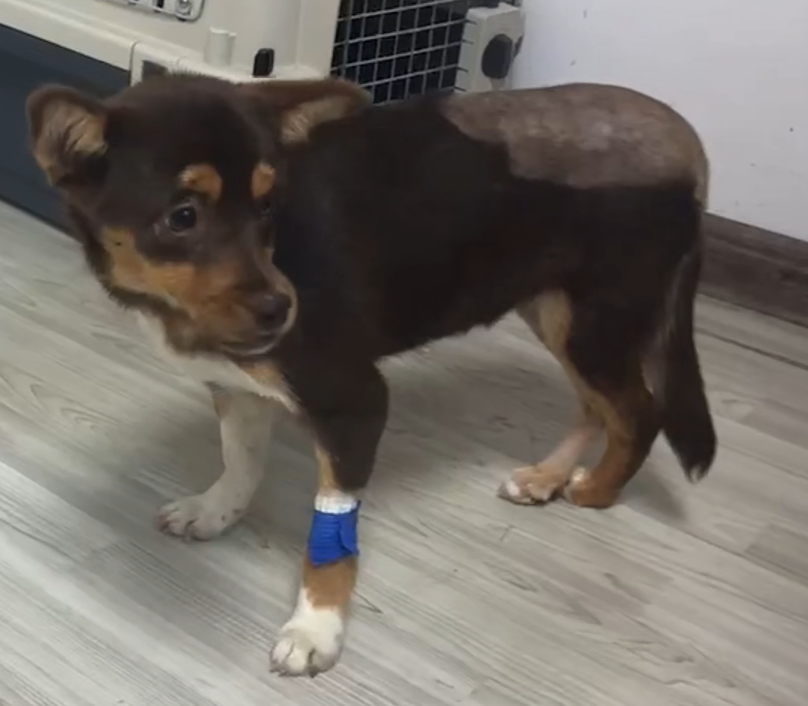 VetMedix Fall Sharing 丨 Hochleistungslaserbehandlung von Acetabulus-Fossa- und Femurfrakturen