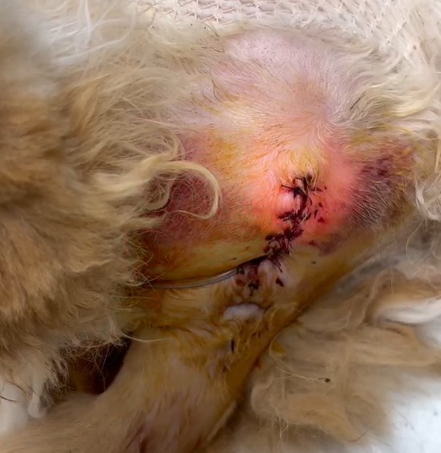 VetMedix Case Sharing 丨 Hochleistungslaser heilt nach der Urethrostomie-Wunden