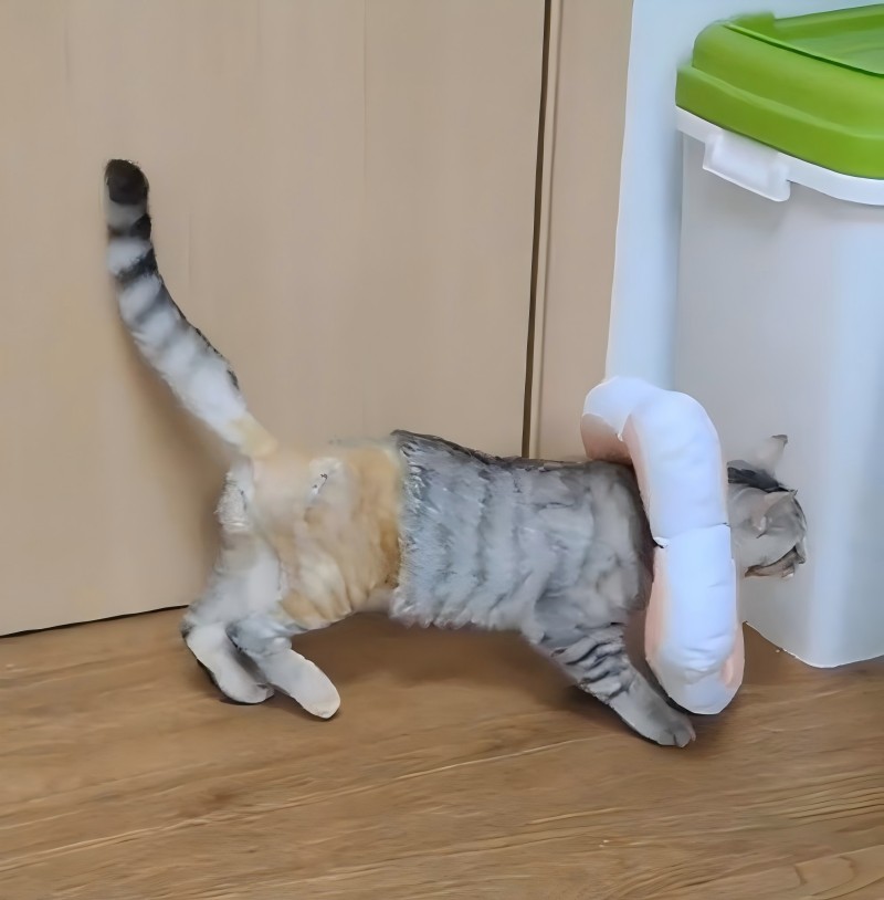 VetMedix -Fall gemeinsam
