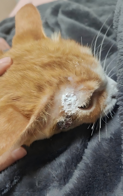 Vetmedix Case Sharing丨Anwendungsfall der Hochenergie-Lasertherapie bei der Behandlung von Hautgeschwüren