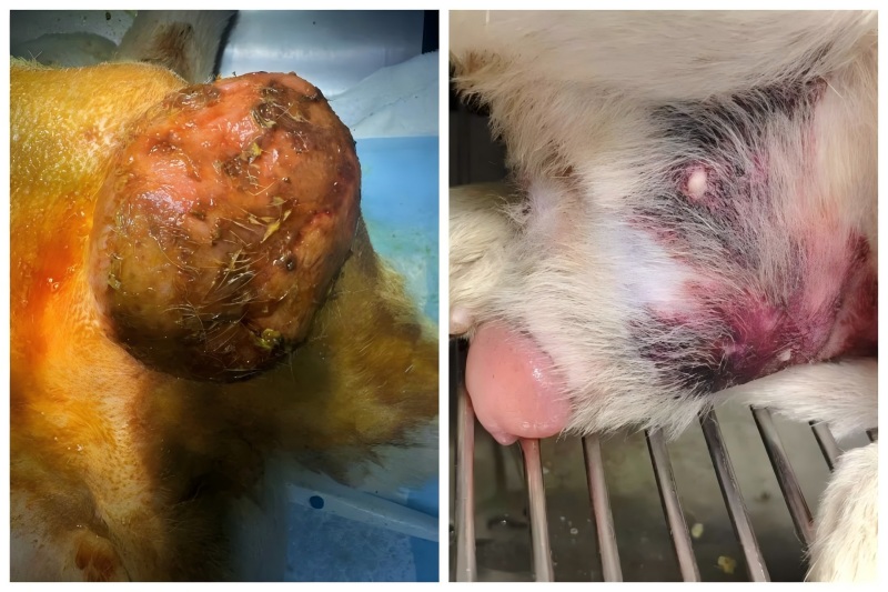 Vetmedix Case Sharing丨Anwendung der Hochenergie-Lasertherapie bei der Behandlung von Prostatavergrößerung