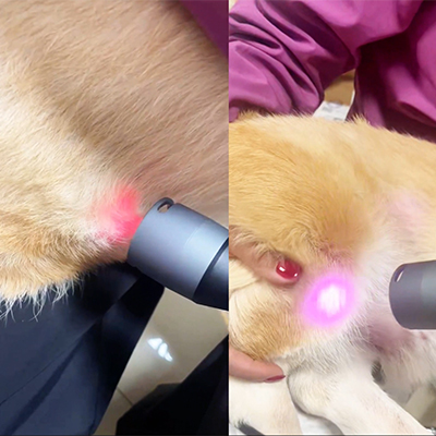 Vetmedix Case Sharing丨Anwendungsfall einer Klasse-4-Lasertherapie bei Kniegelenksverletzungen + postoperative Versorgung von Blasensteinen