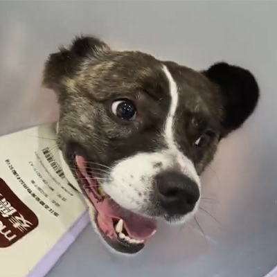 Vetmedix-Fallbericht: Der Einsatz der veterinärmedizinischen Lasertherapie bei der Behandlung von akuter Neuritis bei einem Hundepatienten