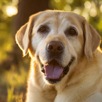 VetMedix Case Sharing: Anwendungsfall der Hochenergie-Lasertherapie bei der Behandlung von postoperativen, nicht heilenden perianalen Tumoren